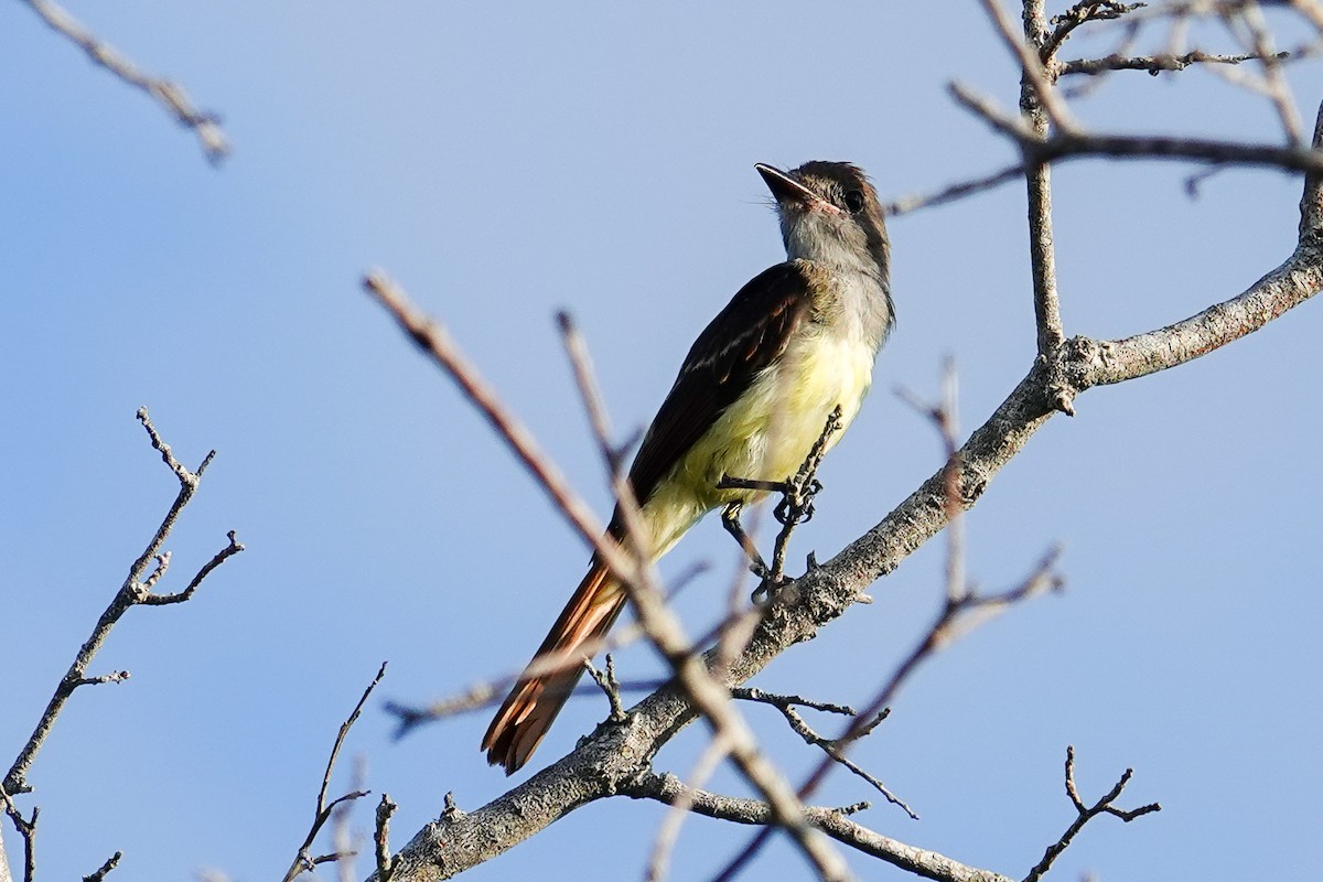 Great Crested Flycatcher - ML640650126