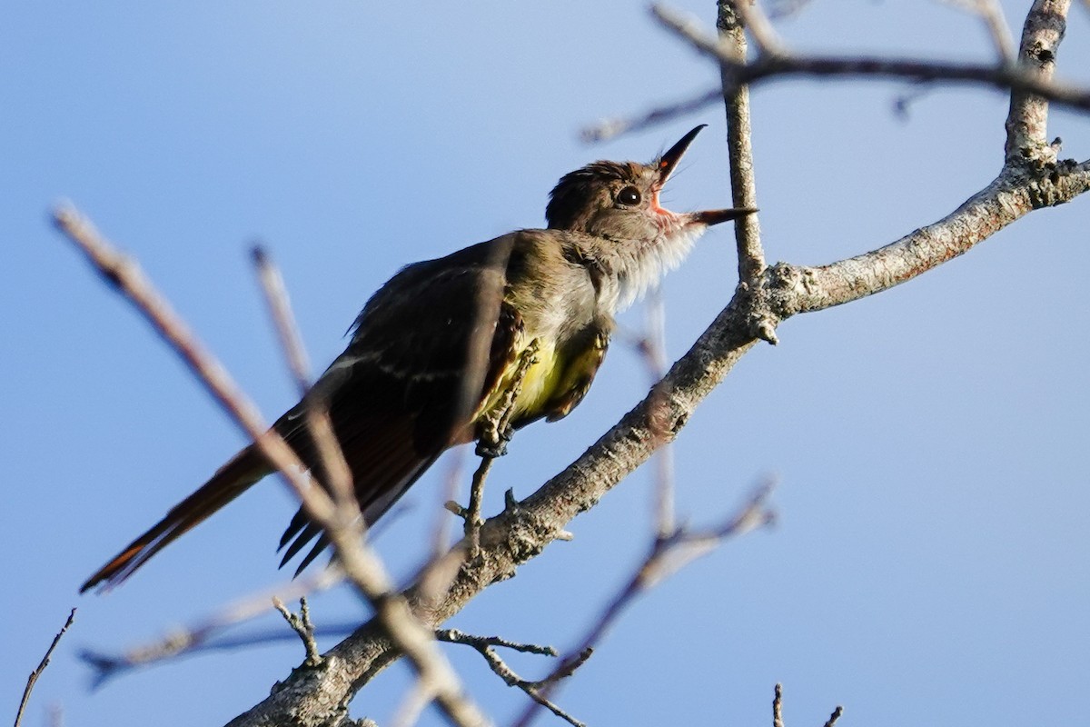 Great Crested Flycatcher - ML640650127