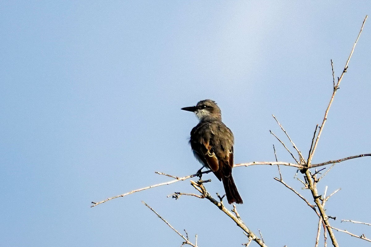 Gray Kingbird - ML640650136