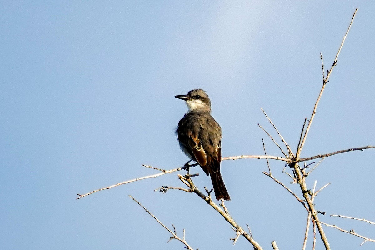 Gray Kingbird - ML640650137