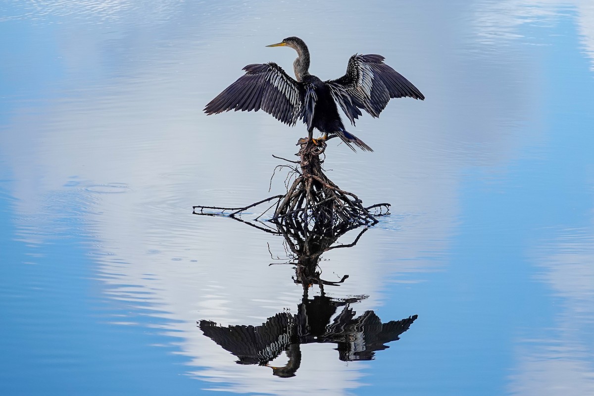 Anhinga - ML640650148