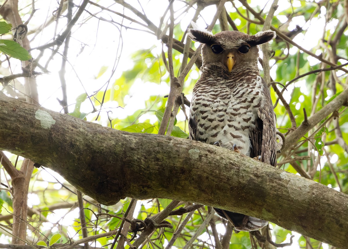 Spot-bellied Eagle-Owl - ML640650151