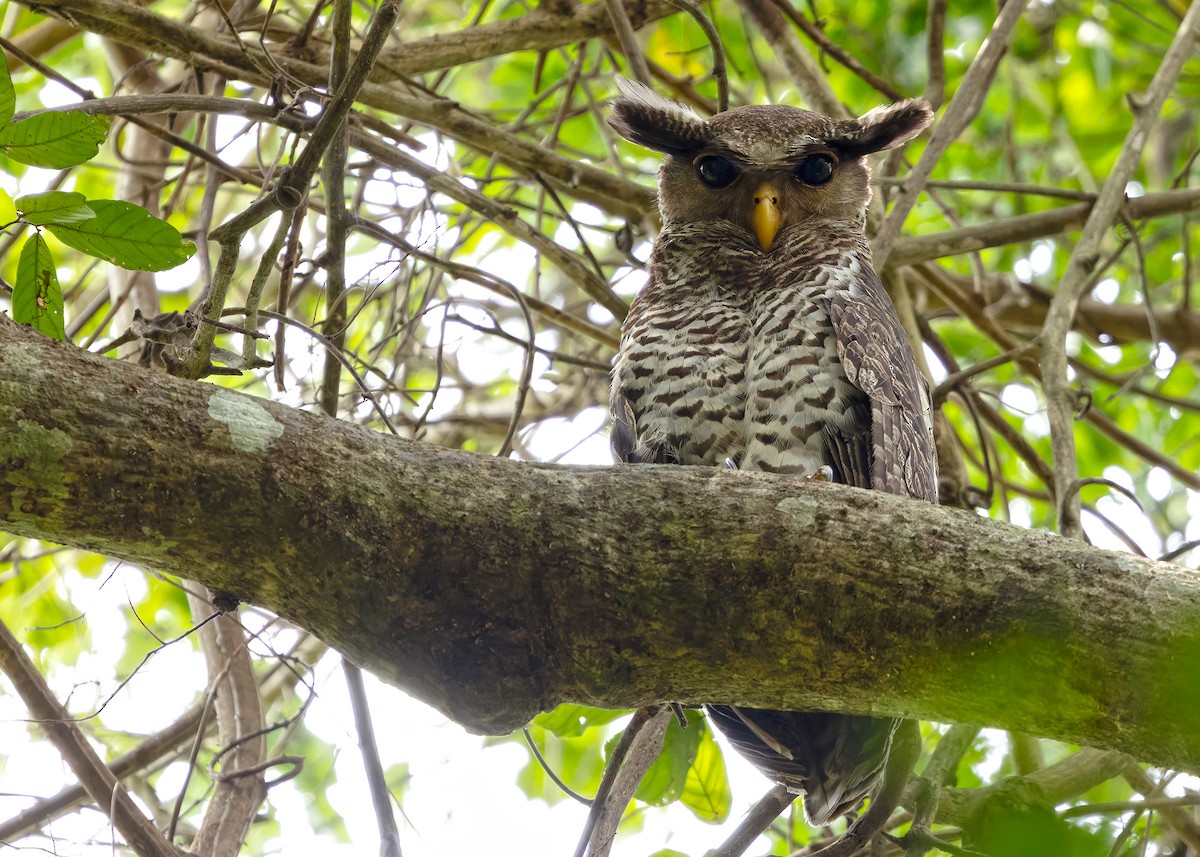 Spot-bellied Eagle-Owl - ML640650152
