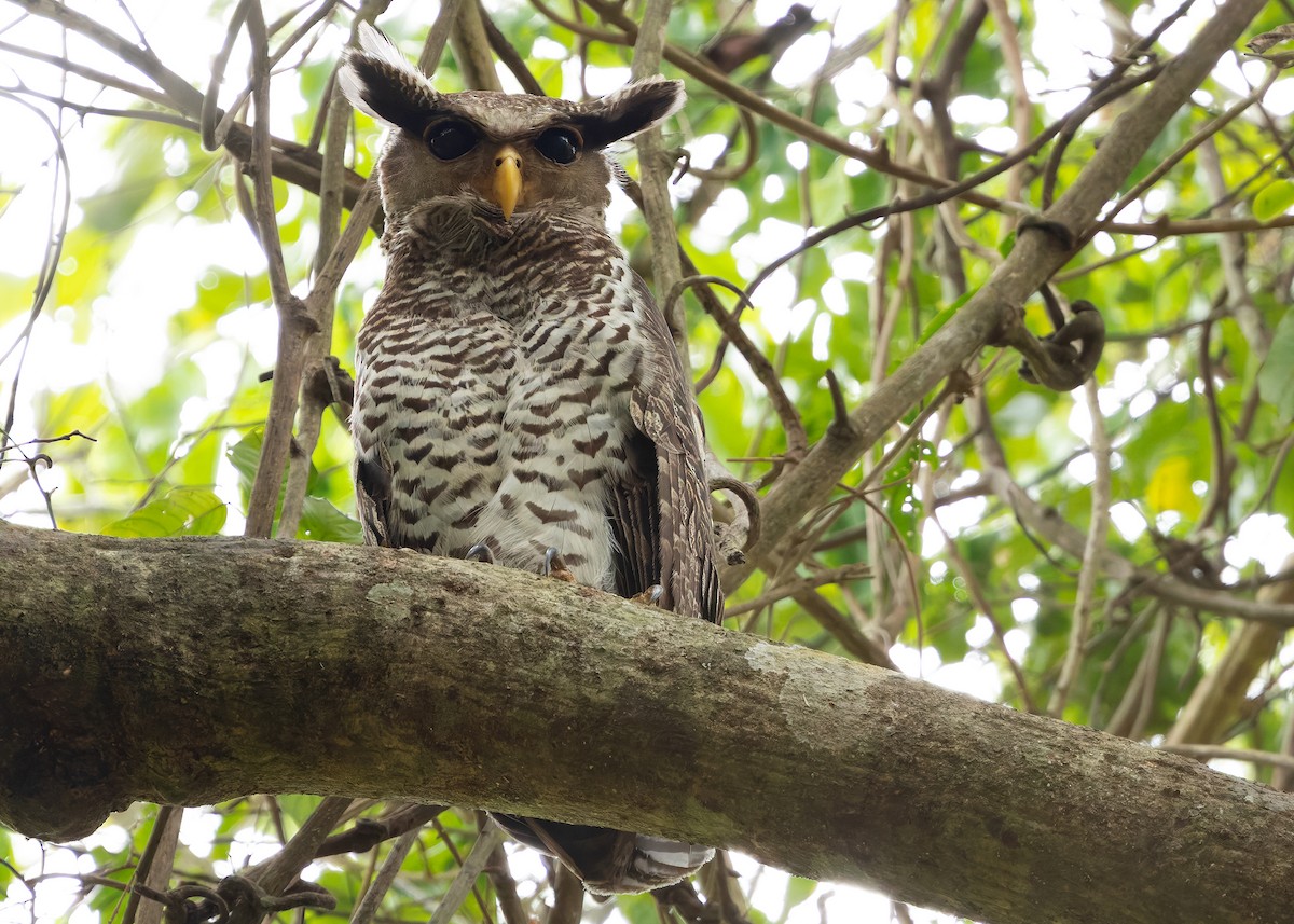 Spot-bellied Eagle-Owl - ML640650153