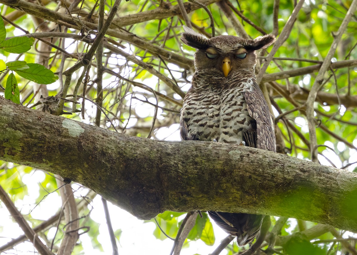 Spot-bellied Eagle-Owl - ML640650154