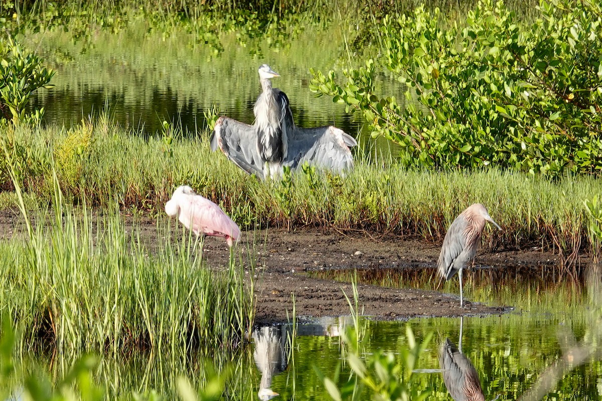 Roseate Spoonbill - ML640650161
