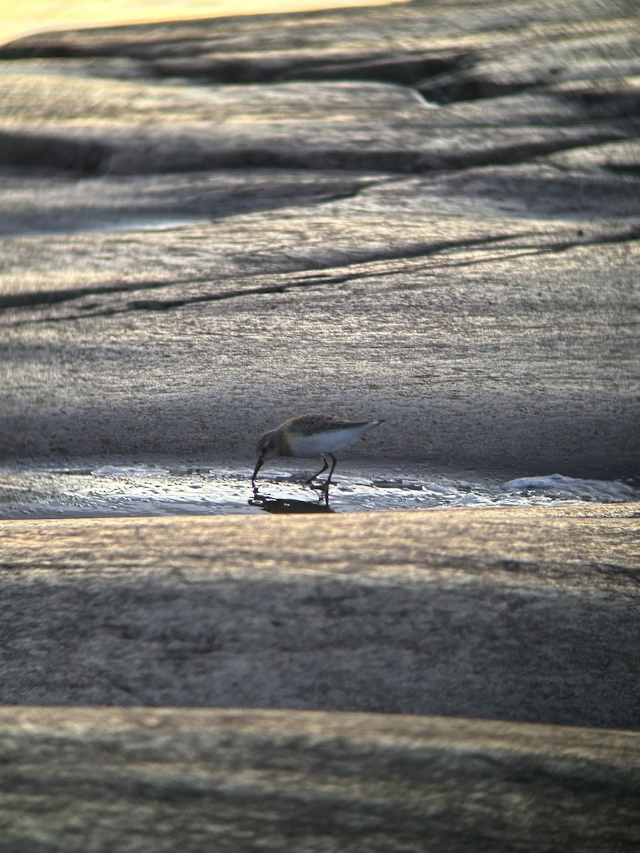 Least Sandpiper - ML640650162