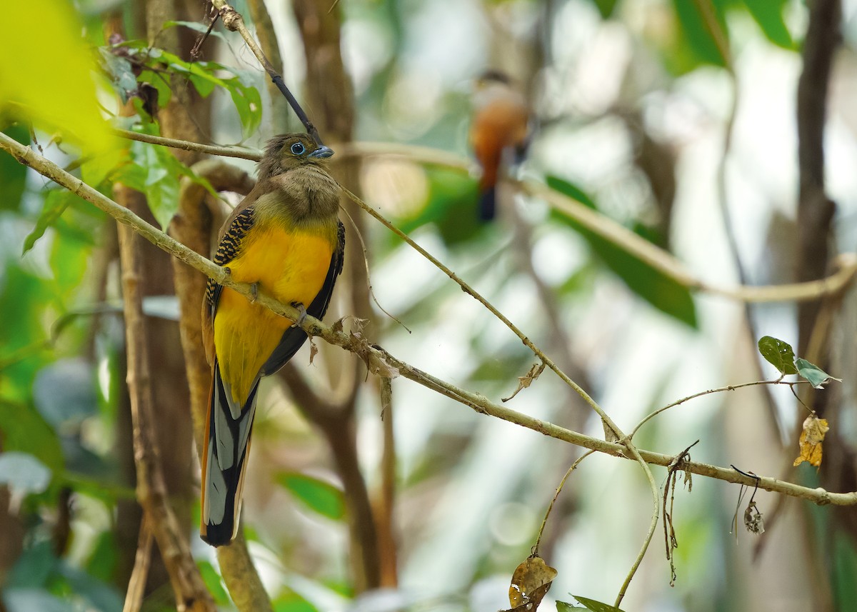 Orange-breasted Trogon (Spice) - ML640650163