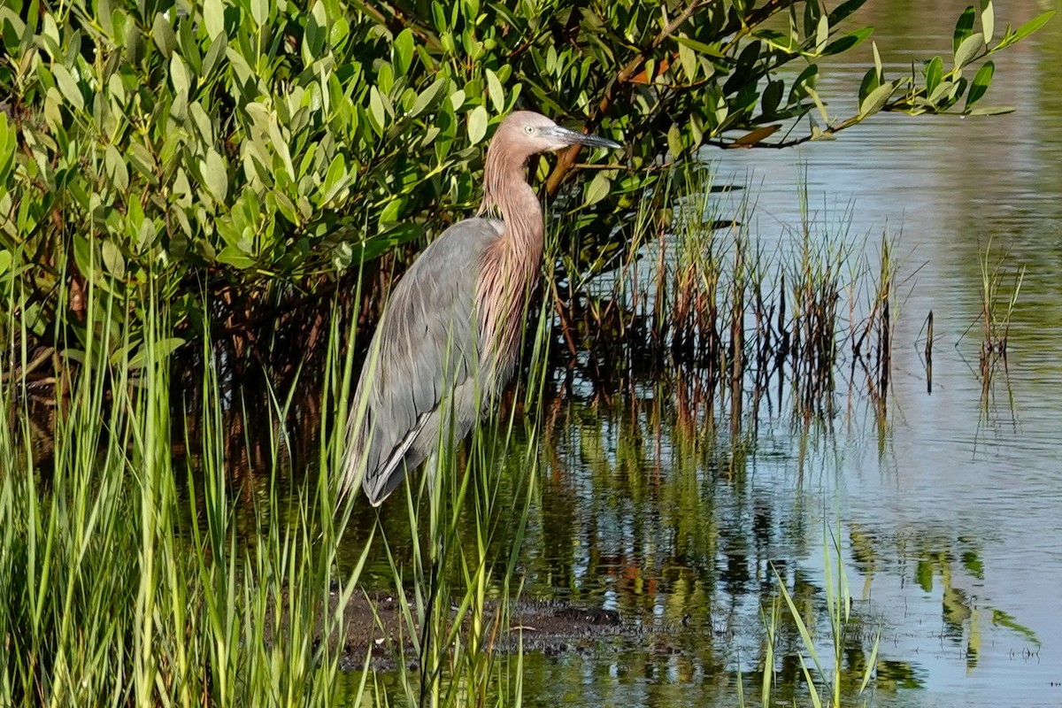 Reddish Egret - ML640650174