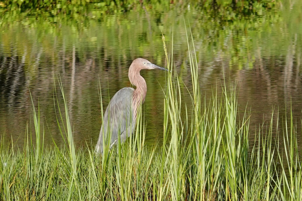 Reddish Egret - ML640650175