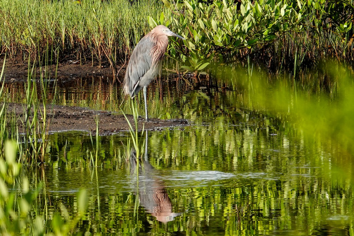 Reddish Egret - ML640650176
