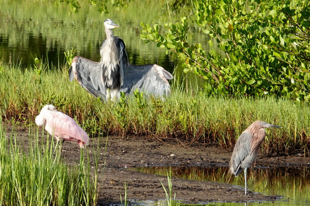 Great Blue Heron - ML640650181