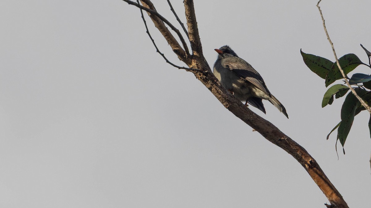 Mauritius Bulbul - ML640650183