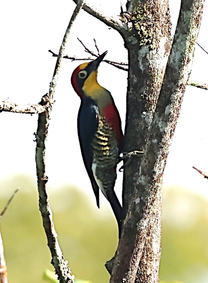 Yellow-fronted Woodpecker - ML640650187
