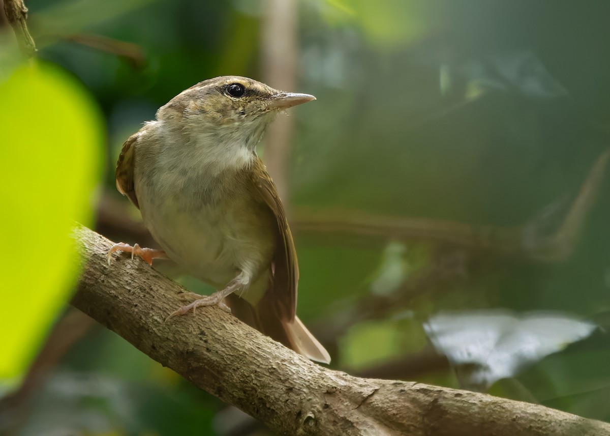 Sakhalin Leaf Warbler - ML640650200