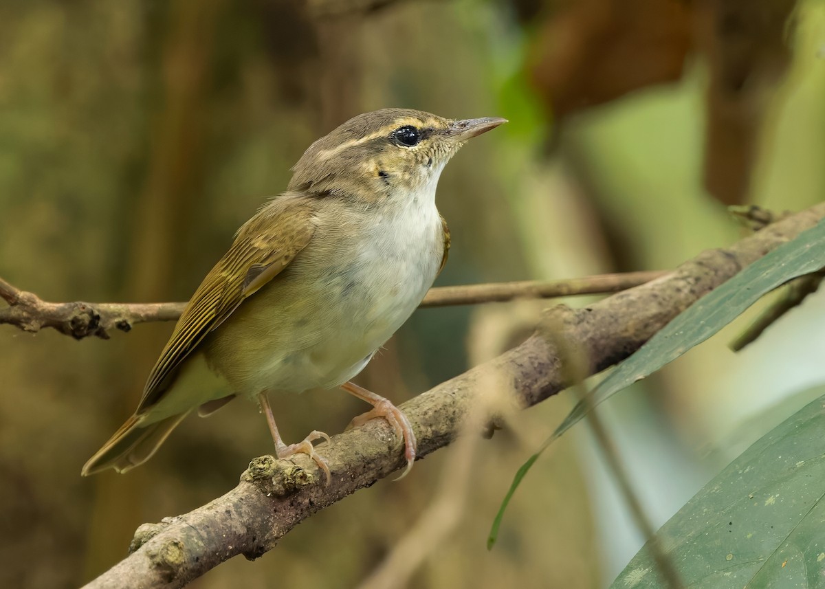 Sakhalin Leaf Warbler - ML640650202