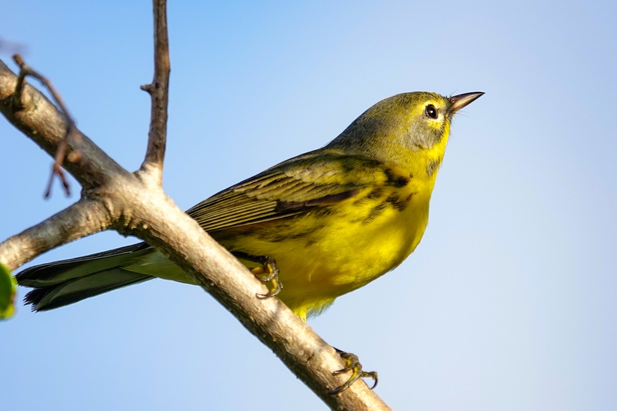 Prairie Warbler - ML640650204