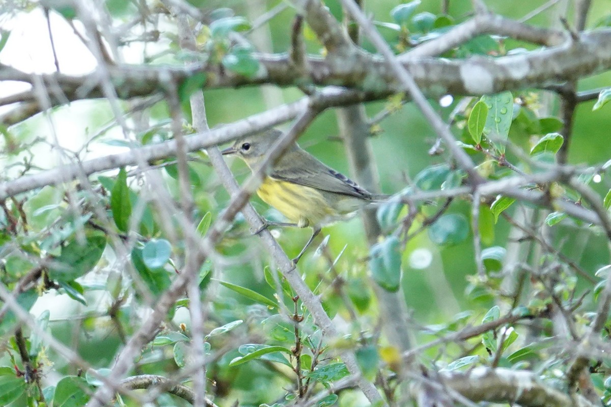 Prairie Warbler - ML640650209