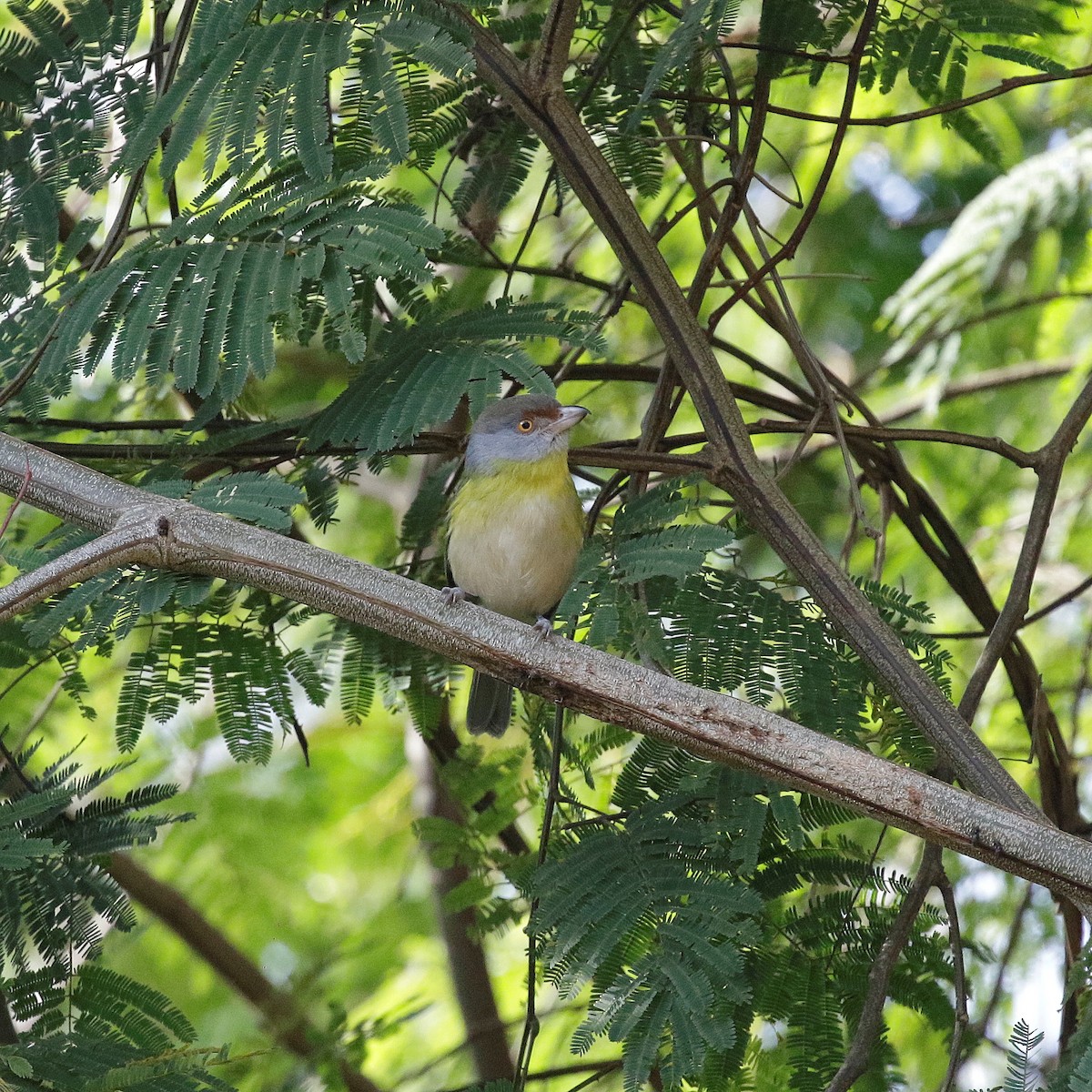 Rufous-browed Peppershrike - ML640650221
