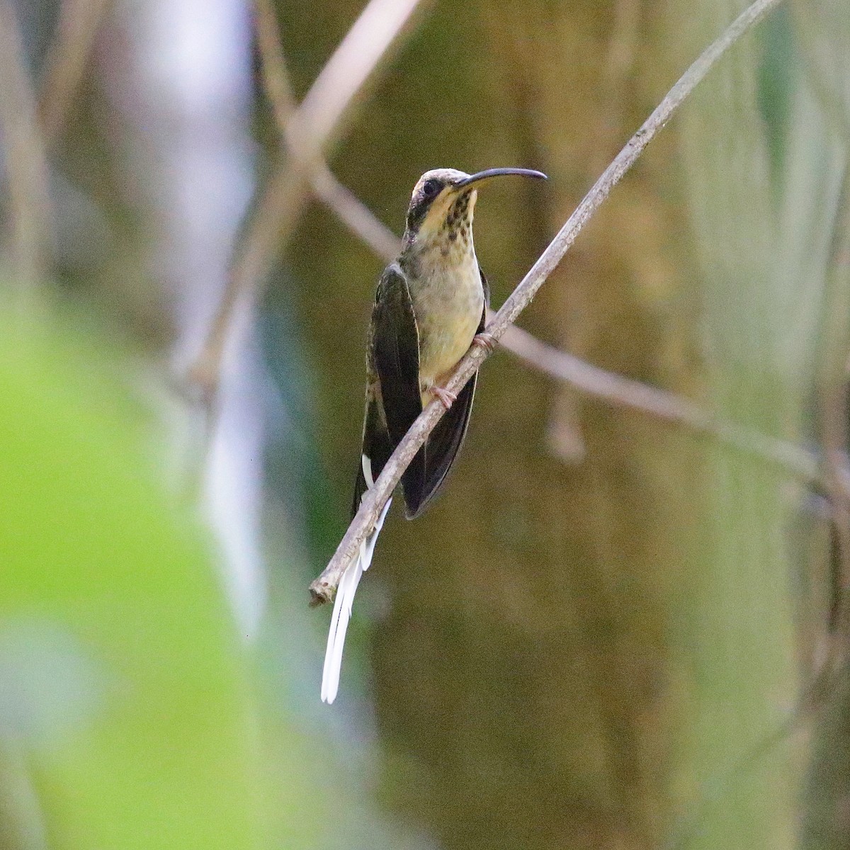 Scale-throated Hermit - ML640650234