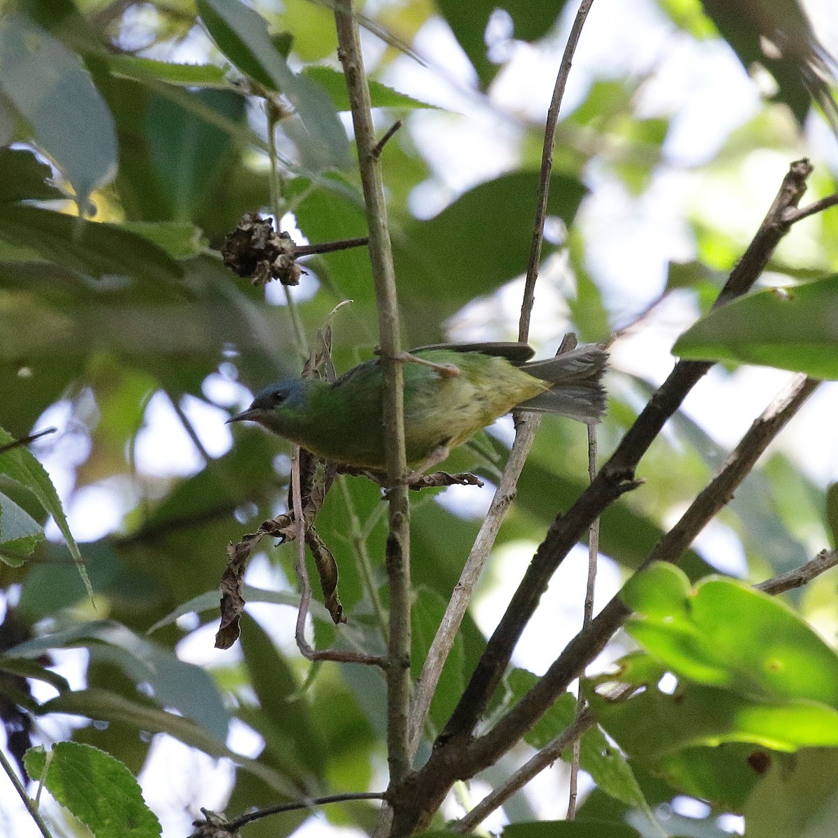 Blue Dacnis - ML640650237