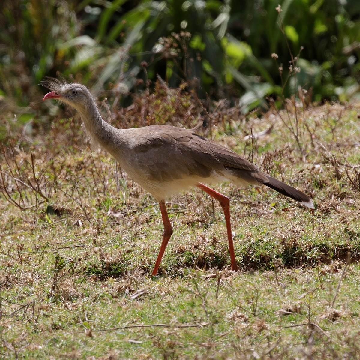 Red-legged Seriema - ML640650241
