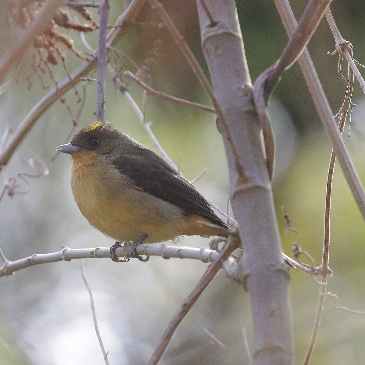 Black-goggled Tanager - ML640650247
