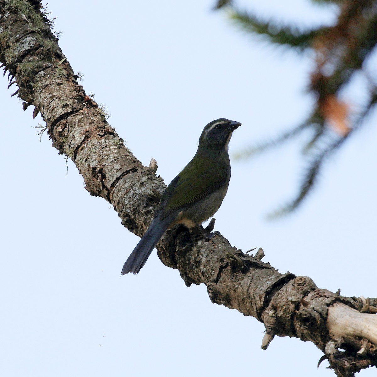 Green-winged Saltator - ML640650257