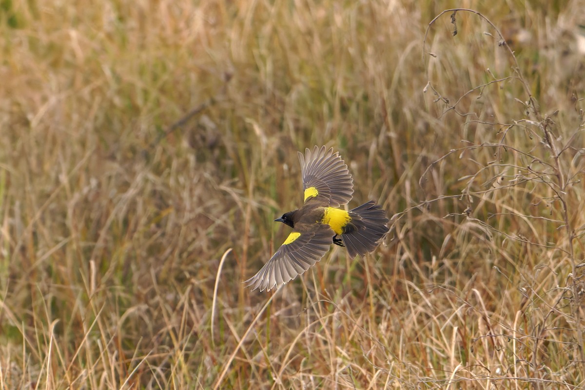Yellow-rumped Marshbird - ML640650317