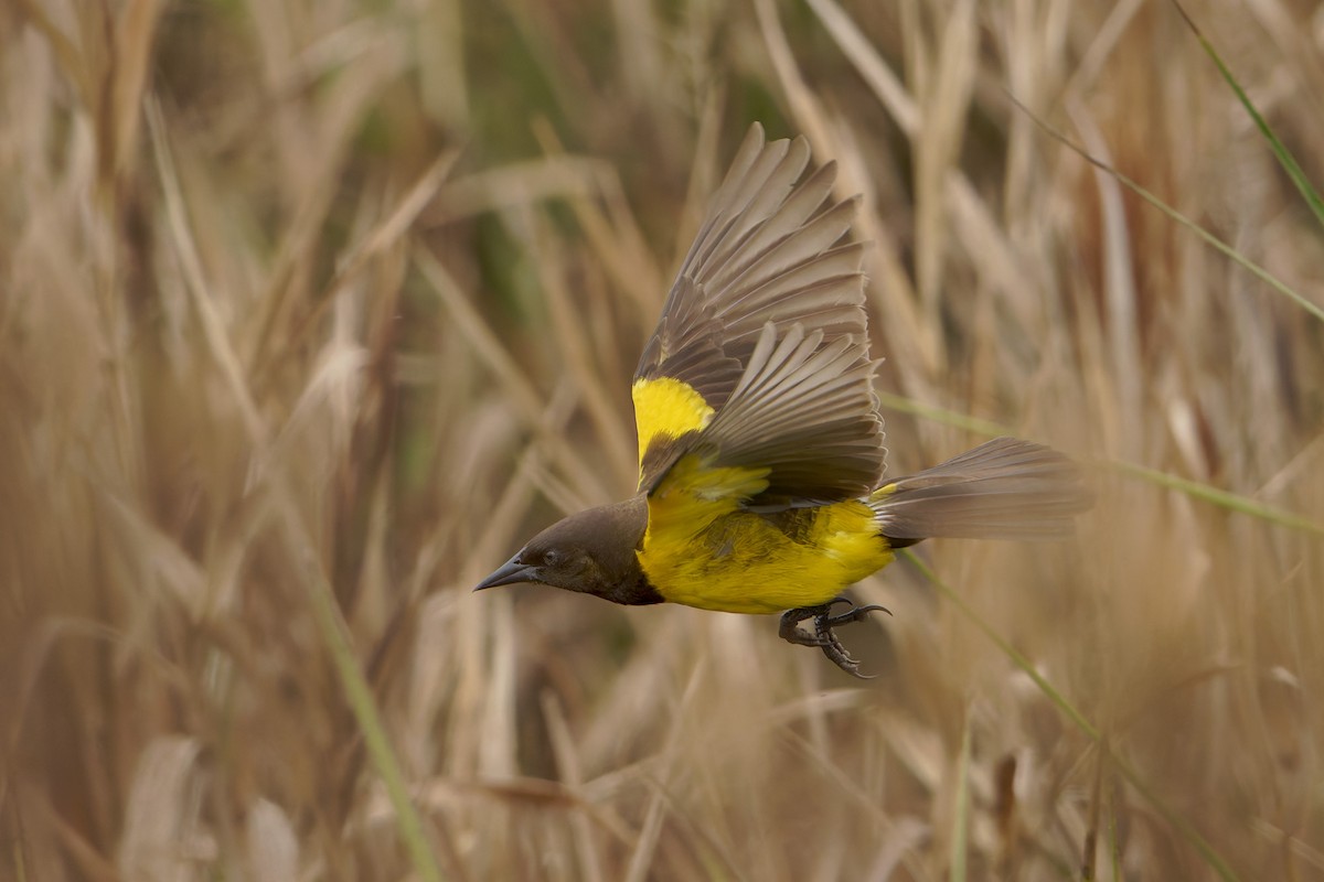 Yellow-rumped Marshbird - ML640650321