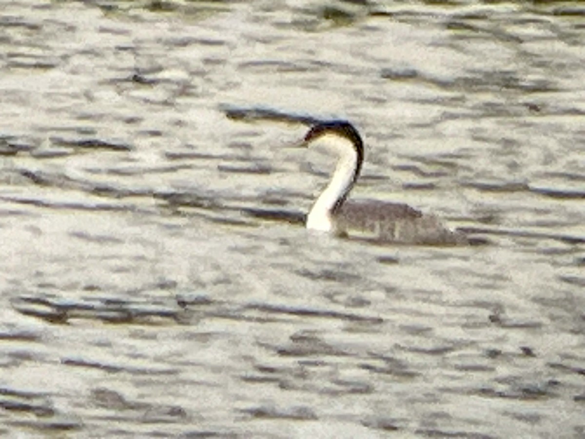 Western Grebe - ML640650387