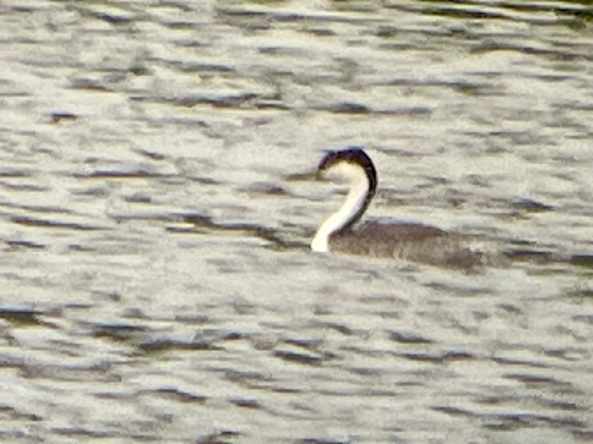 Western Grebe - ML640650388