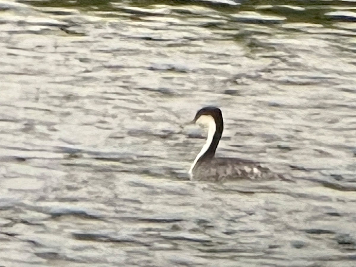 Western Grebe - ML640650389