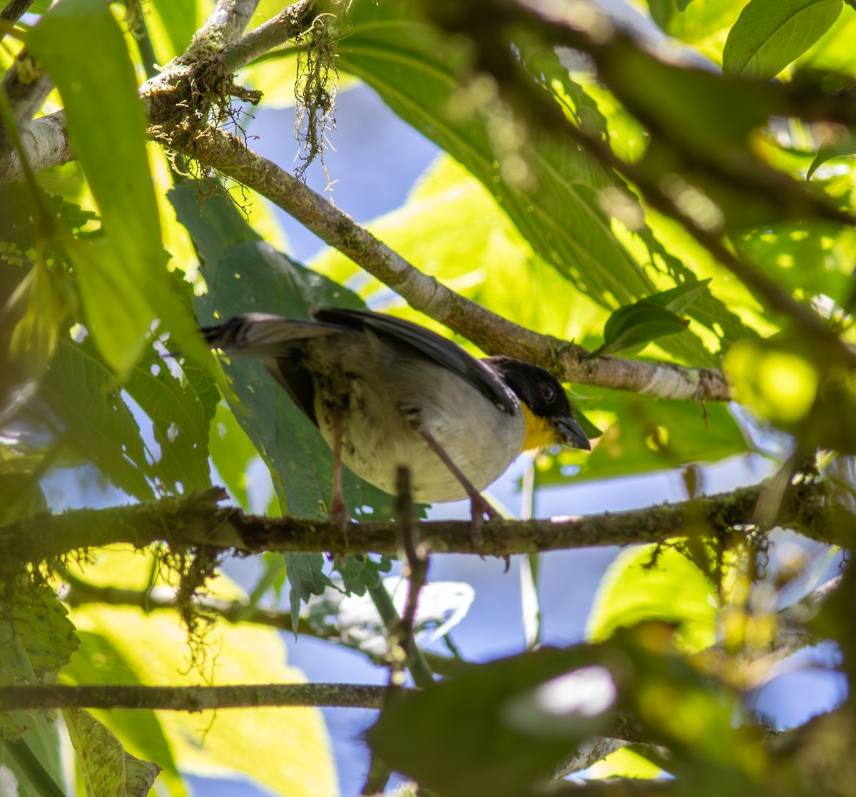 White-naped Brushfinch - ML640650443
