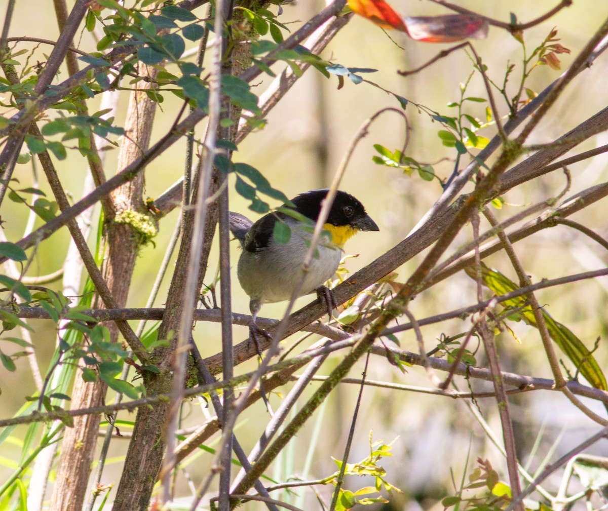 White-naped Brushfinch - ML640650444
