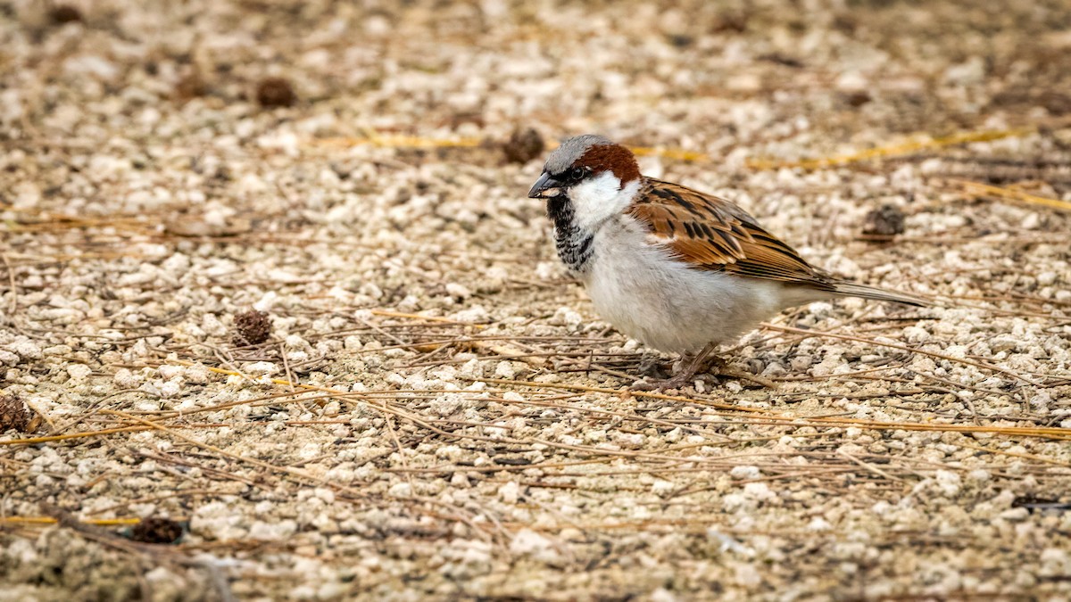 House Sparrow - ML640650467