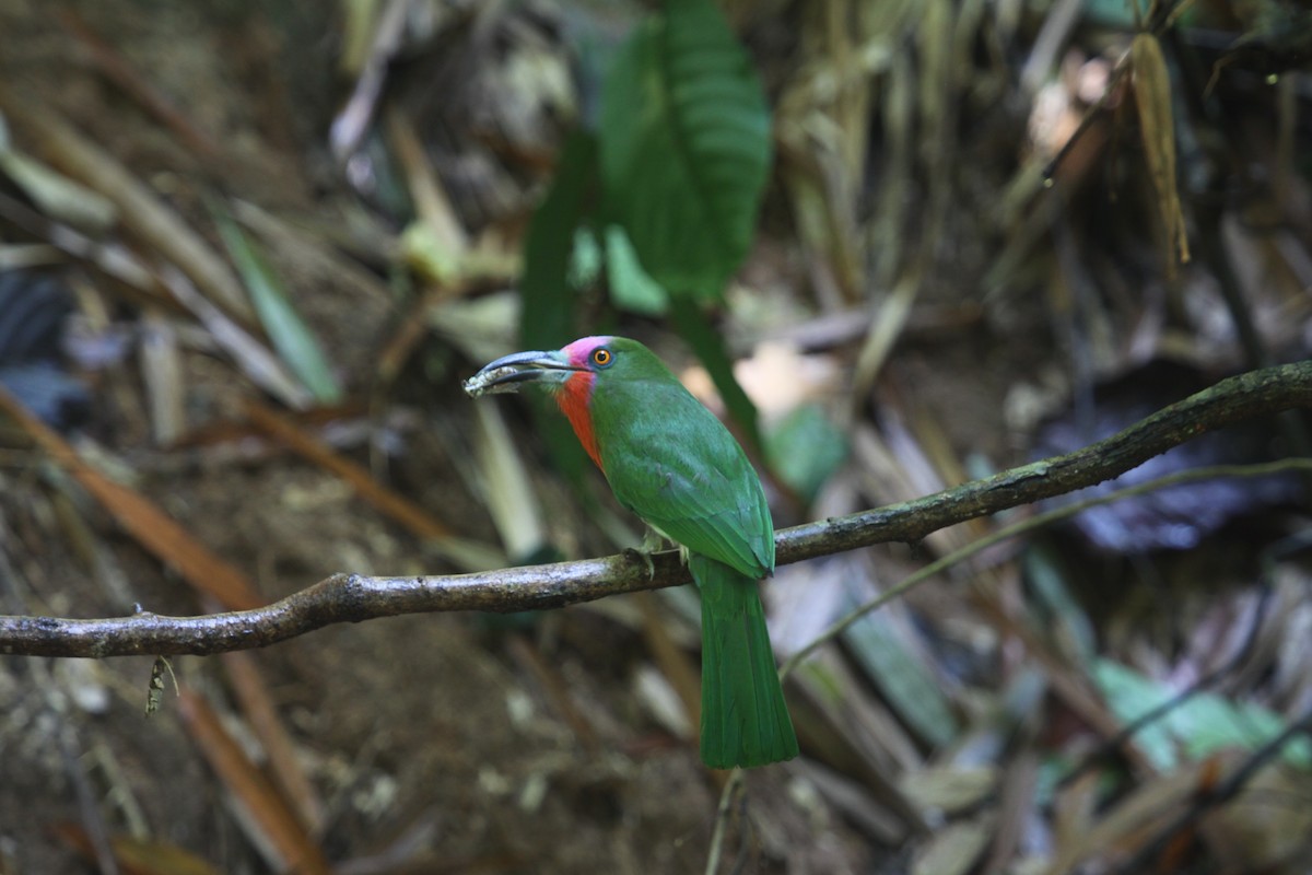 Red-bearded Bee-eater - ML640650532