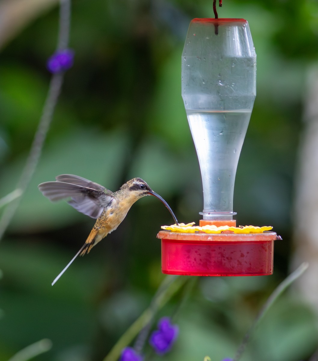 Tawny-bellied Hermit - ML640650572