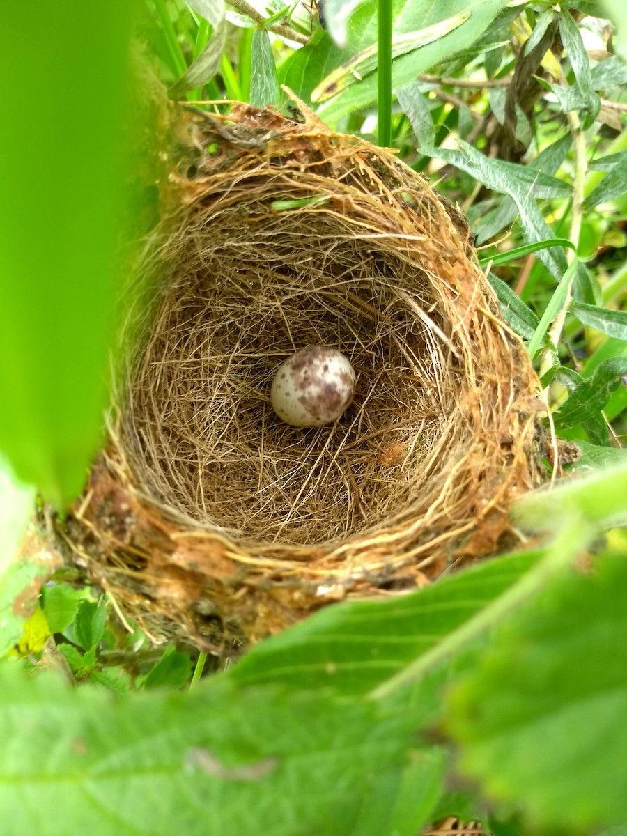 Chestnut Seedeater - ML640650643