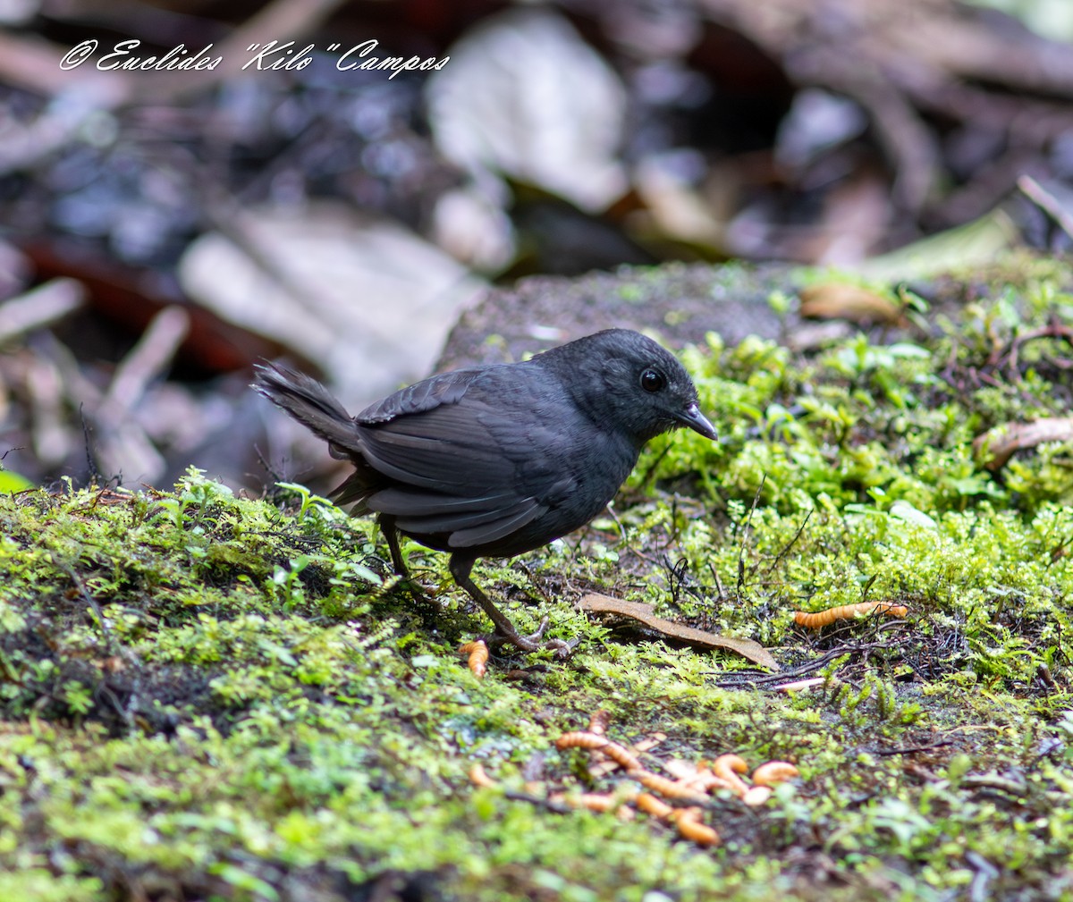 Tatama Tapaculo - ML640650662