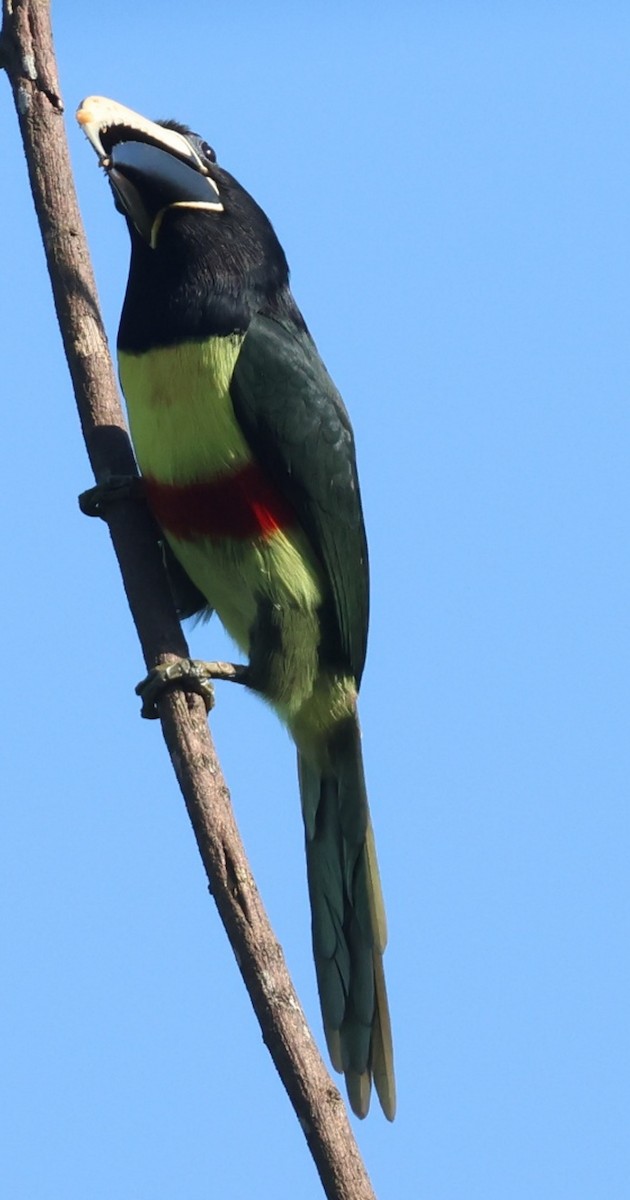 Black-necked Aracari - ML640650699