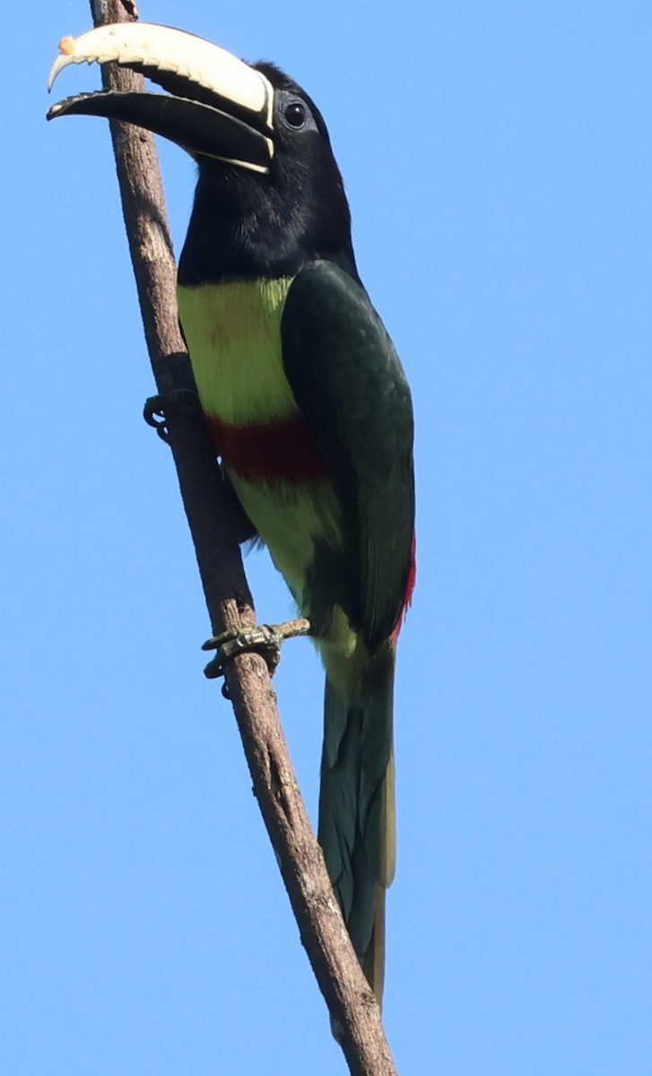 Black-necked Aracari - ML640650701