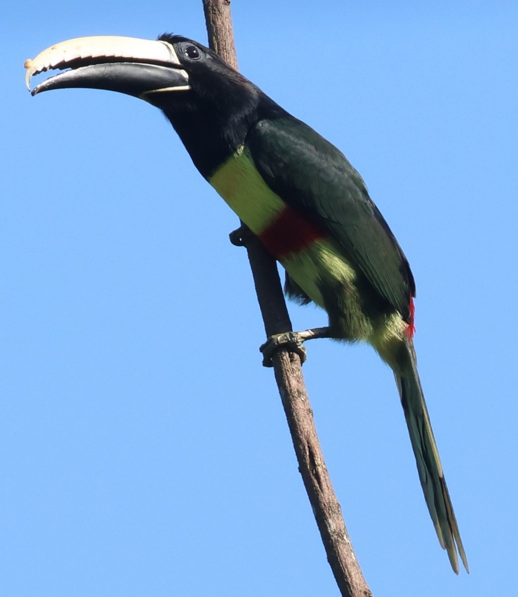 Black-necked Aracari - ML640650707