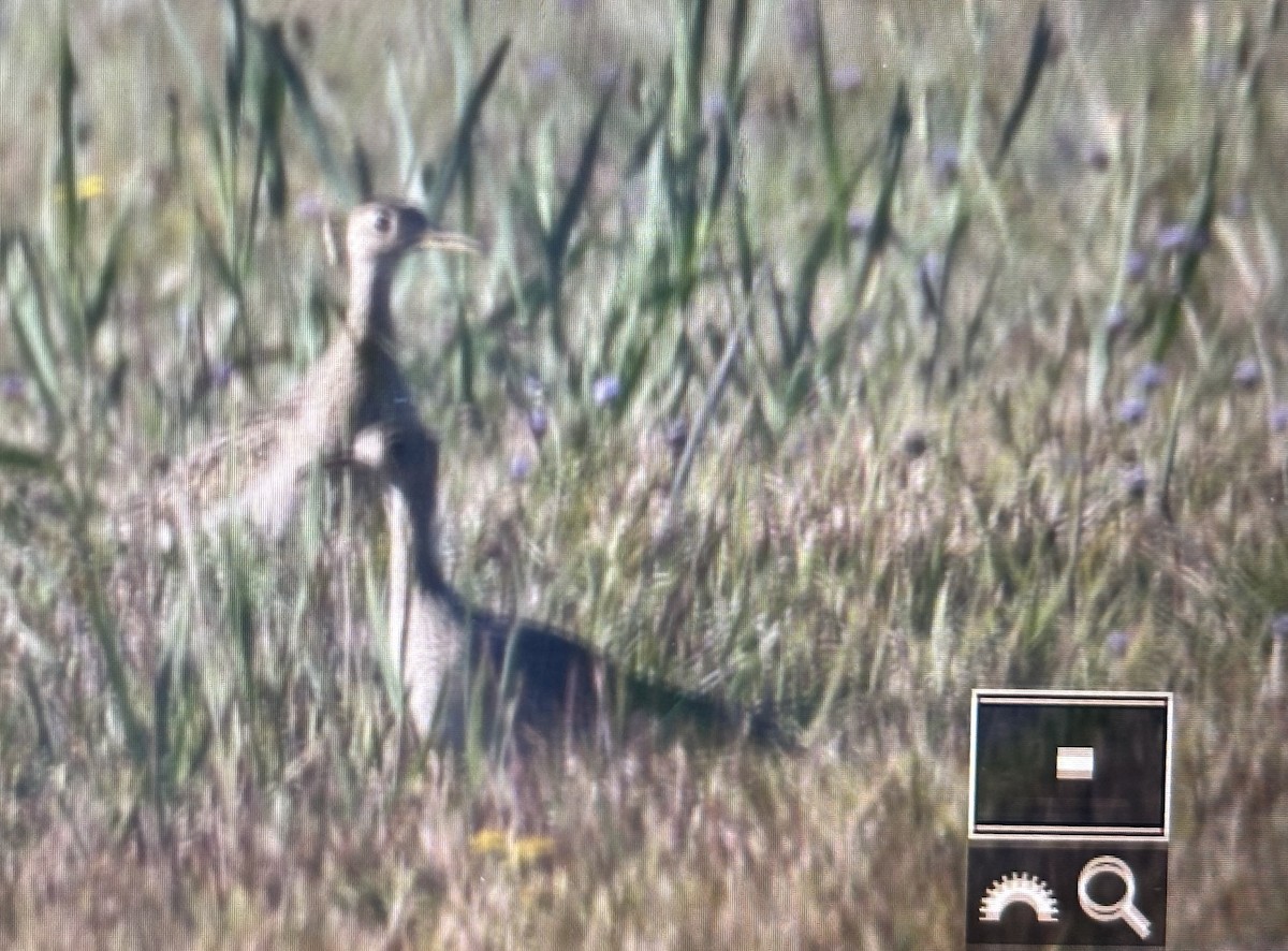 Upland Sandpiper - ML640650751