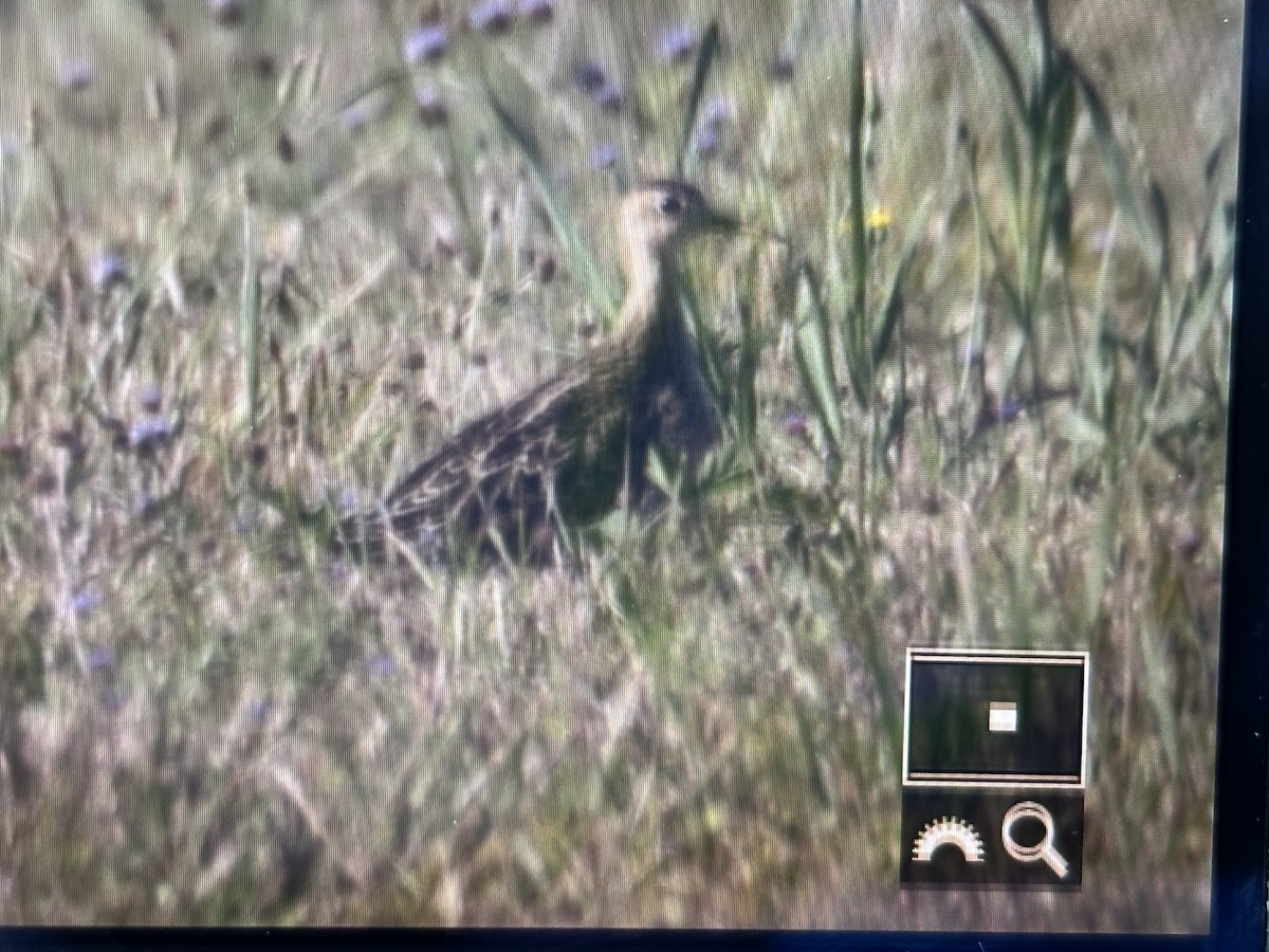 Upland Sandpiper - ML640650752