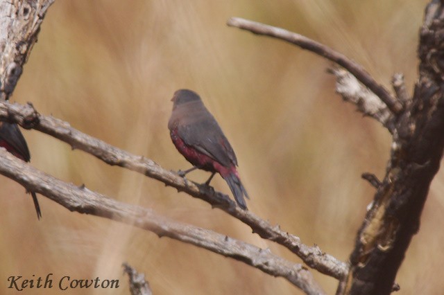 Dusky Twinspot (Angola) - ML640650825