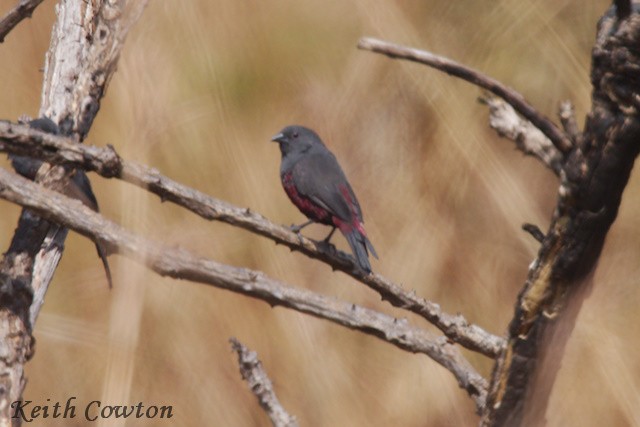 Dusky Twinspot (Angola) - ML640650827