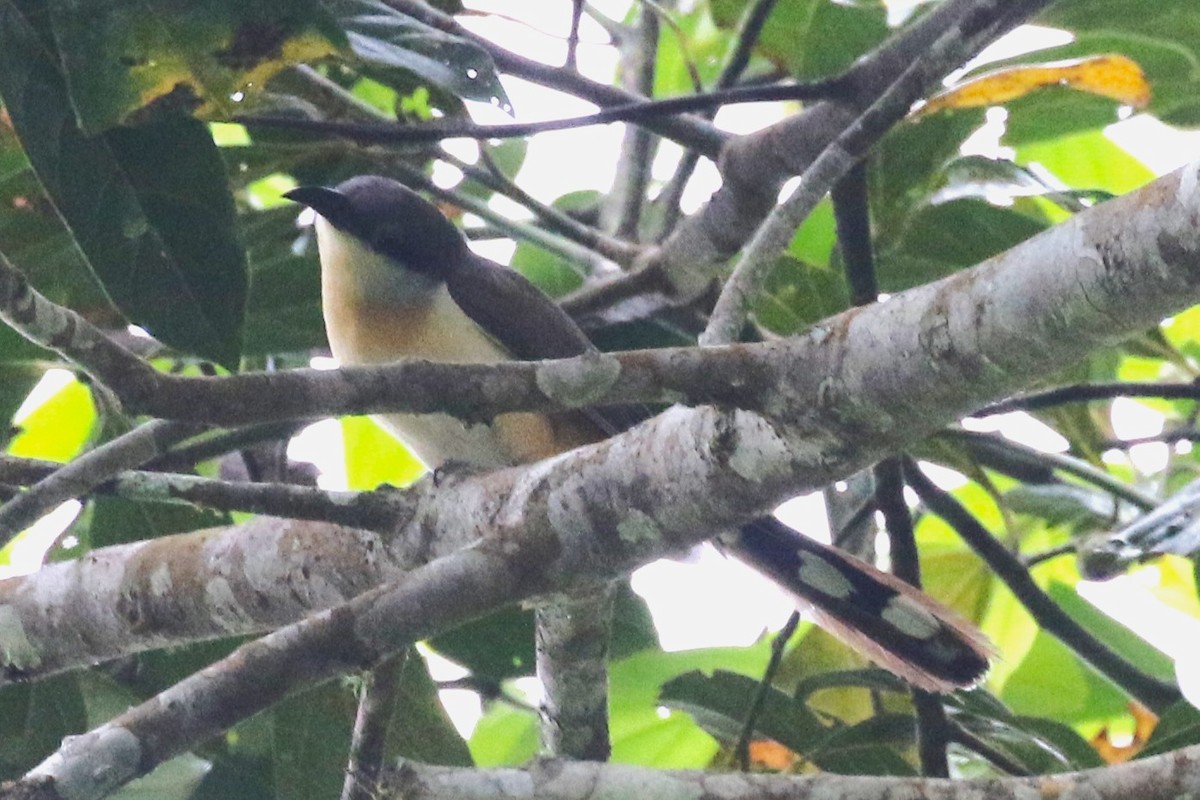 Dark-billed Cuckoo - ML640650875