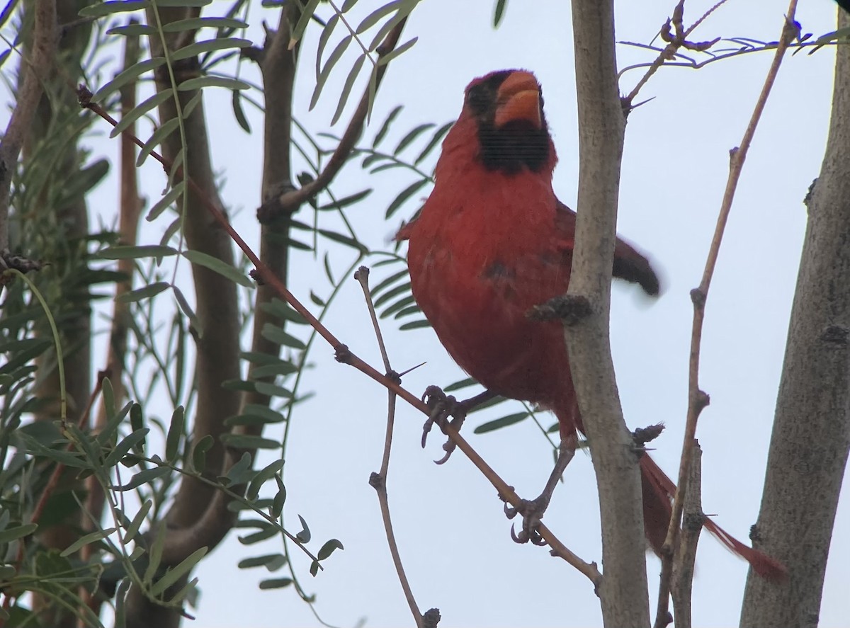 Cardinal rouge - ML640650886