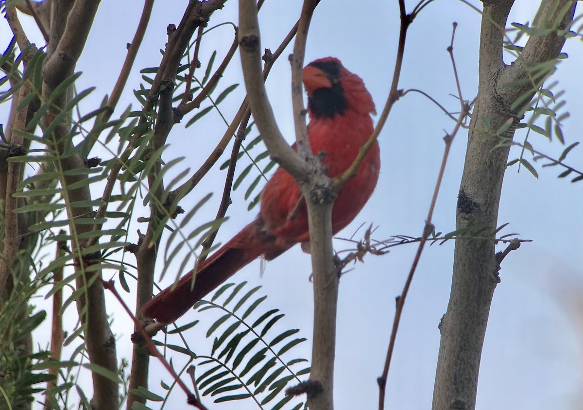 Cardinal rouge - ML640650894